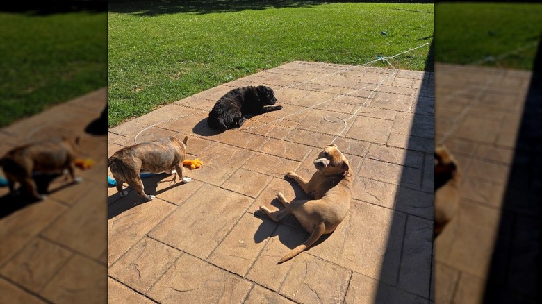 Three dogs sunbathing in back yard