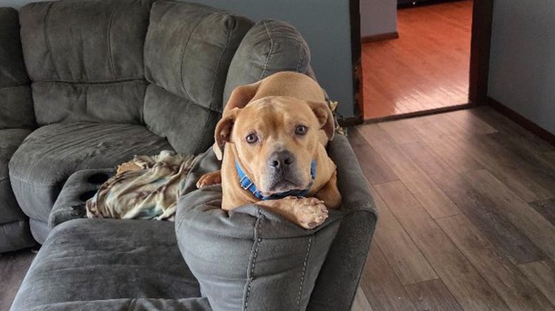 Dog lying on top of sofa