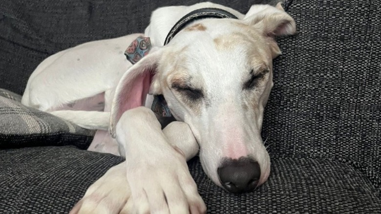 Closeup of Cooper, a mixed-breed dog, snoozing on the couch