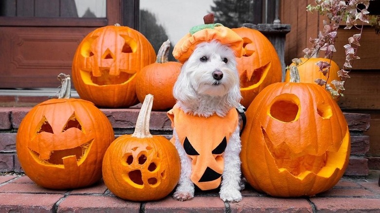 dog in pumpkin costume poses with halloween pumpkins