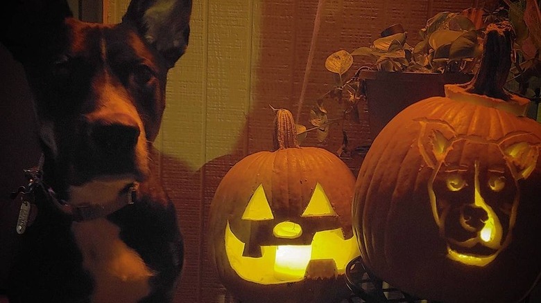dog poses with glowing pumpkins
