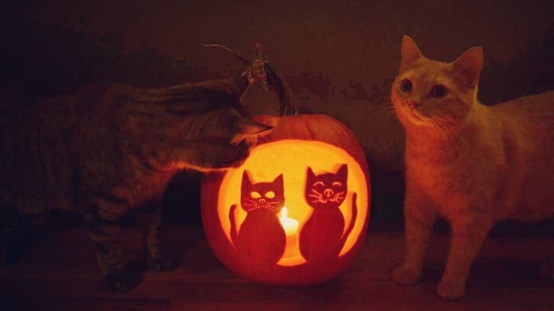 cats pose next to cat-o-lantern
