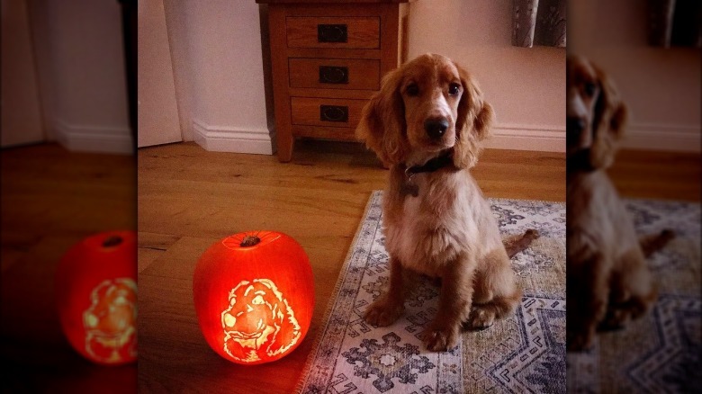 dog sits next to dog-o-lantern
