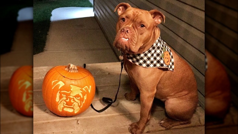bulldog poses with dog-o-lantern