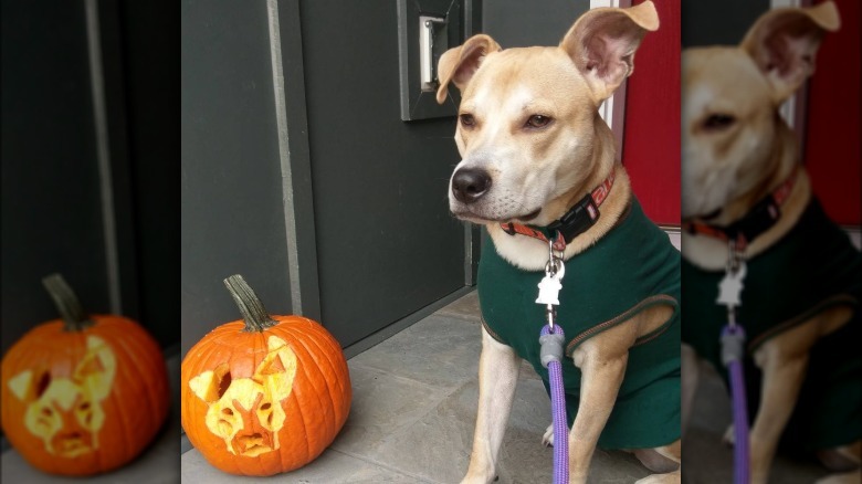 dog not impressed with pumpkin carving