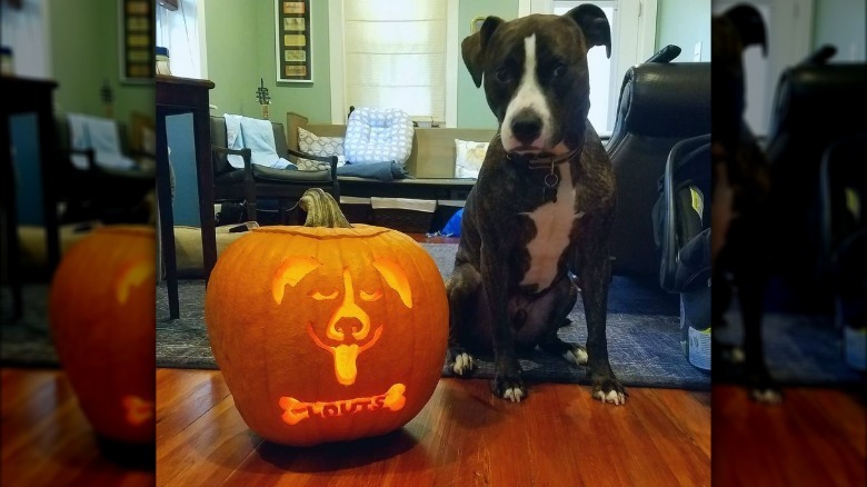 dog poses with halloween pumpkin