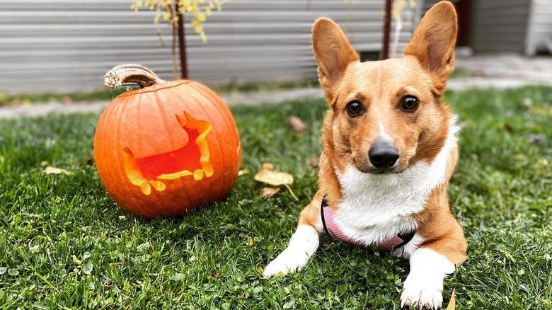 dog sits next to pumpkin