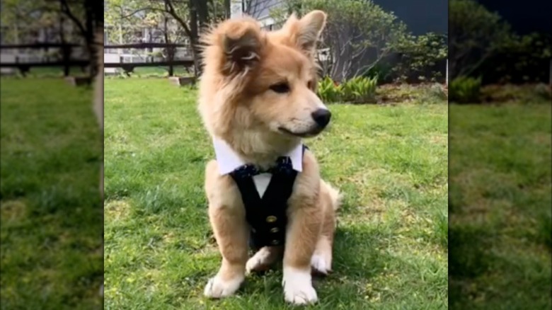 Isabel Klee's rescue dog Simon all dressed up as a puppy.