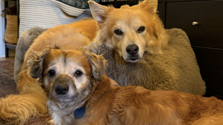 Isabel Klee's rescue dog Simon with foster pup Tiki.