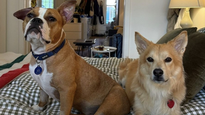 Isabel Klee's rescue dog Simon made friends with foster dogs.