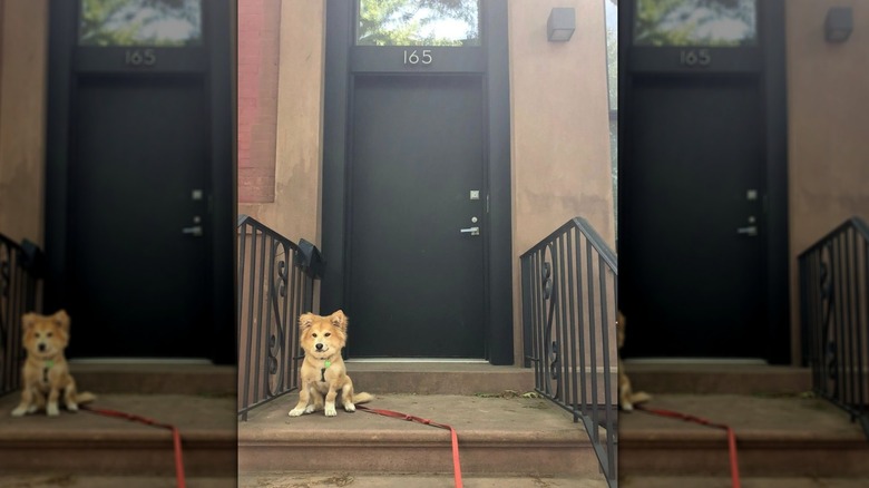 Isabel Klee's rescue dog Simon on the front stoop of a NYC apartment.