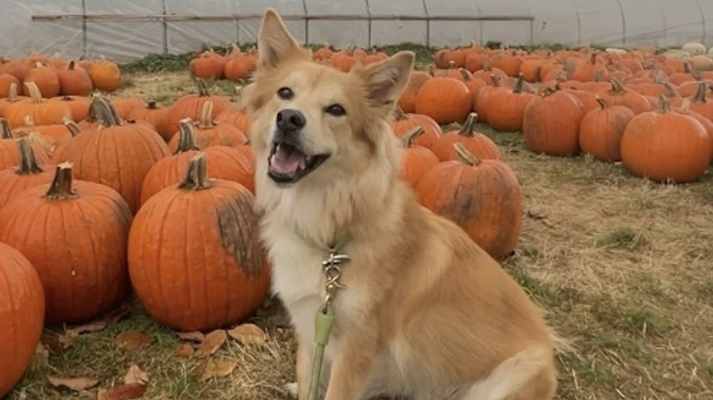 Isabel Klee's rescue dog Simon poses in pumpkin patch.