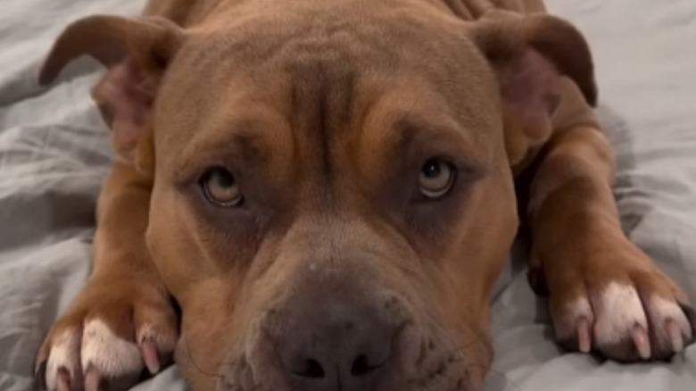 Close up of Riley, a foster dog.