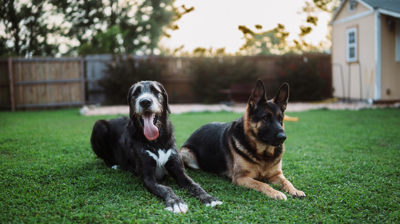 Two dogs lying next to each other outside.