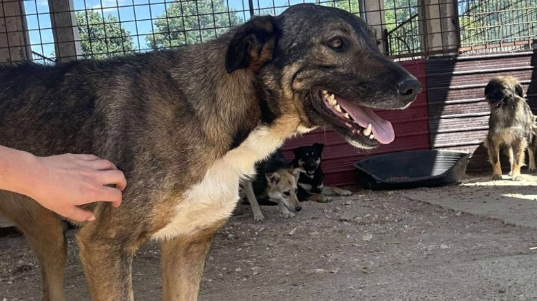 Martini the shelter dog with her mouth open