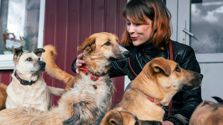 Dogs being tended to at an animal shelter