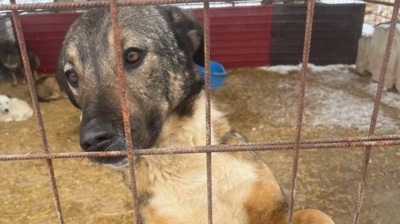 A dog named Martini in a shelter
