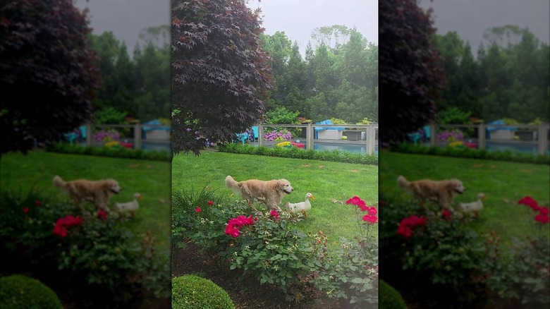 Duck and golden retriever walking through the yard together