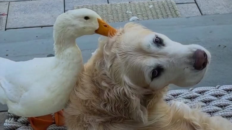 Duck and golden retriever together