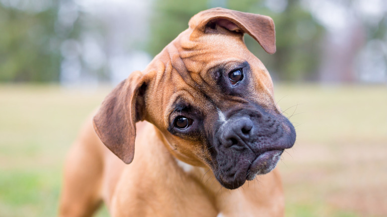 A young boxer outside tilting its head as if trying to listen