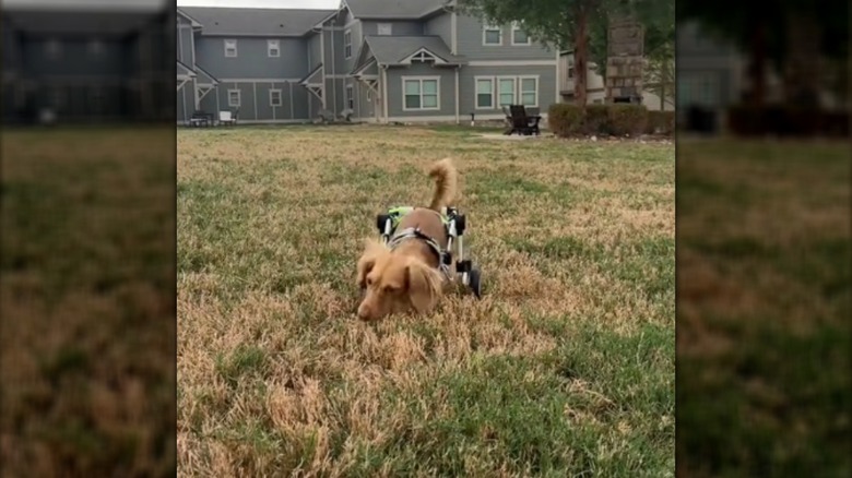 A dachshund in a wheelchair exploring a grassy area.