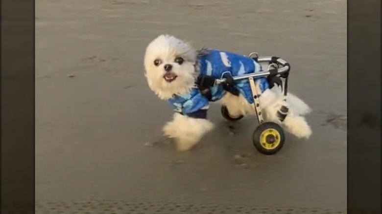 A fluffy white dog in a wheelchair a T-shirt running on the beach.