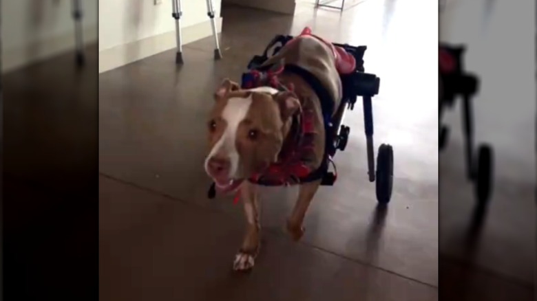 A pit bull walking in a blue wheelchair indoors.