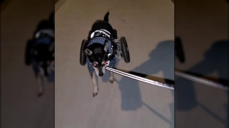 A small black dog in a blue shirt and a wheelchair walking on a leash at night.