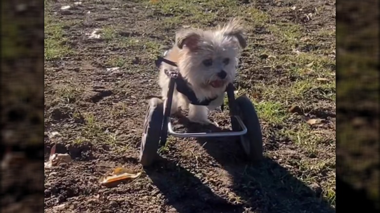 A small white dog resting on a two-wheeled wheelchairs in the sun.