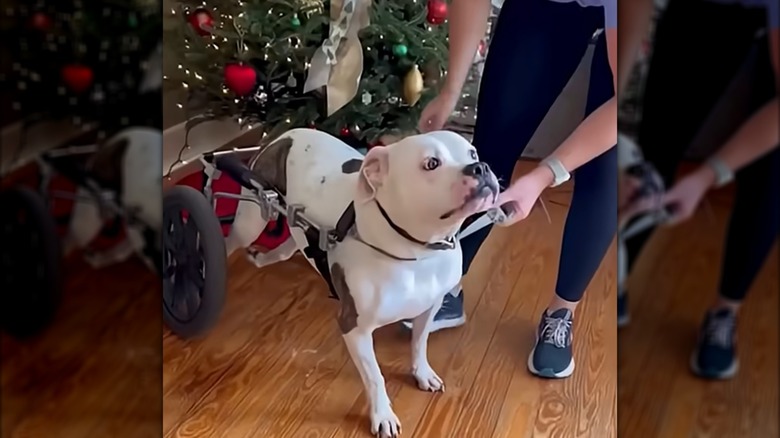 Someone putting a large white-and-brown dog into a wheelchair.