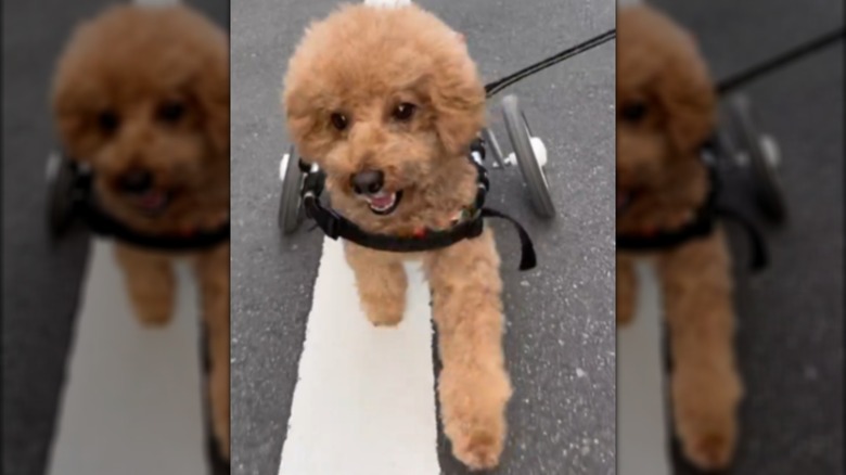 A small toy poodle in a wheelchair walking on pavement.