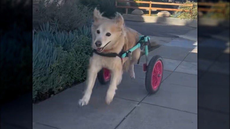 A golden-furred senior dog running in brightly colored wheelchair.