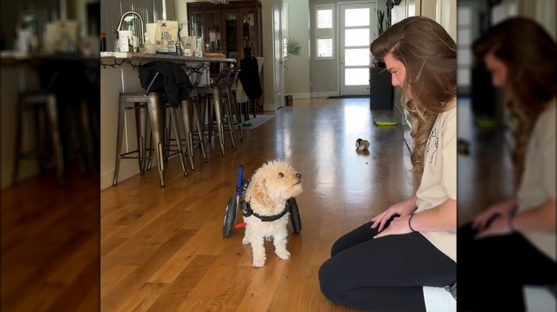 A kneeling, long-haired woman looking at a small white dog in a wheelchair.