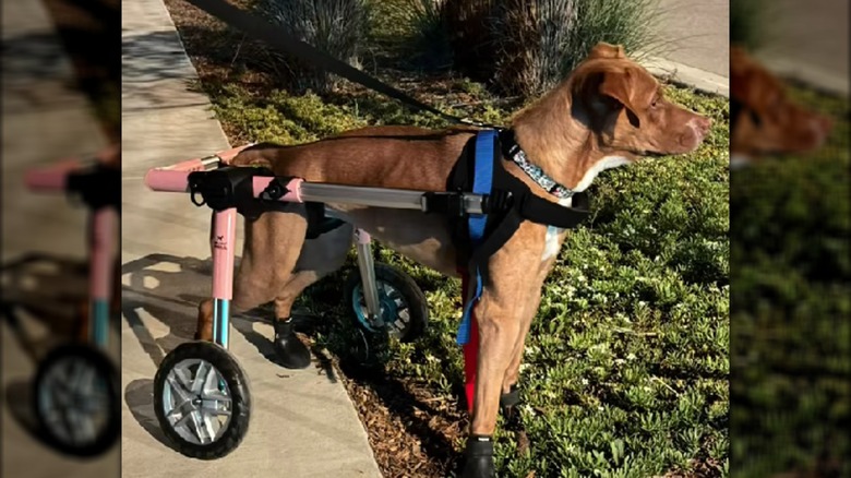A brown dog in a wheelchair standing on the edge of a sidewalk.