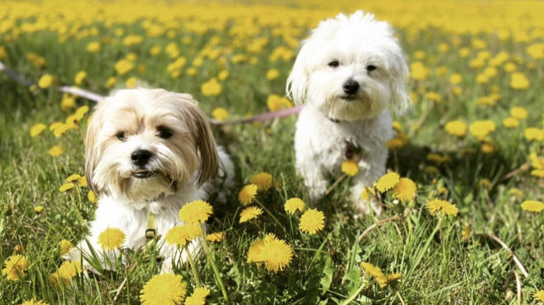 A Shih Tzu dog and a Coton de Tulear dog are in a field of yellow flowers.