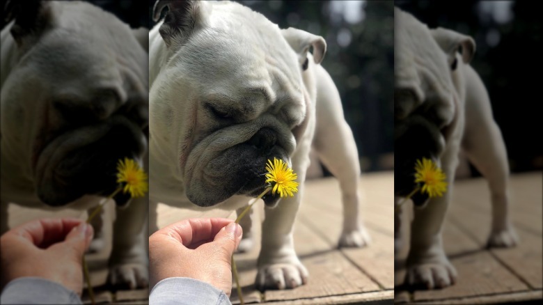 An English bulldog is sniffing a yellow flower in someone's hand.