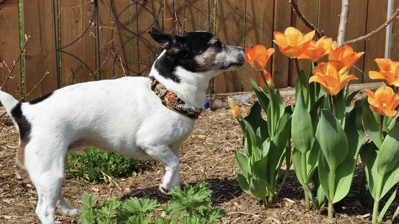 A Jack Russell terrier dog is sniffing orange tulips in a garden.
