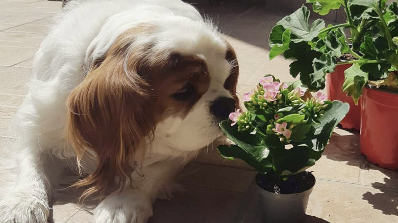 A King Charles Cavalier spaniel dog is sniffing a small potted plant.