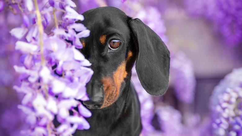 A cute dog hiding in purple flowers