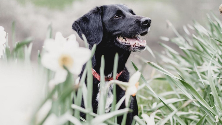 A happy dog is in a field of flowers.