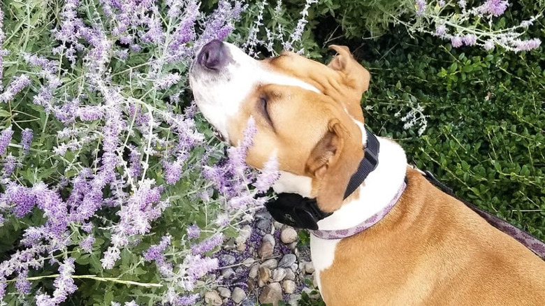 A staffy dog is sniffing the flowers in a field of purple plants.