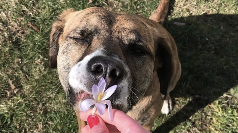 A plott hound mix dog is sniffing a flower in a person's hand.
