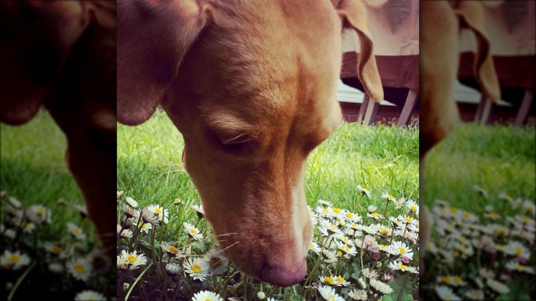 A Podenco dog is sniffing daisies.