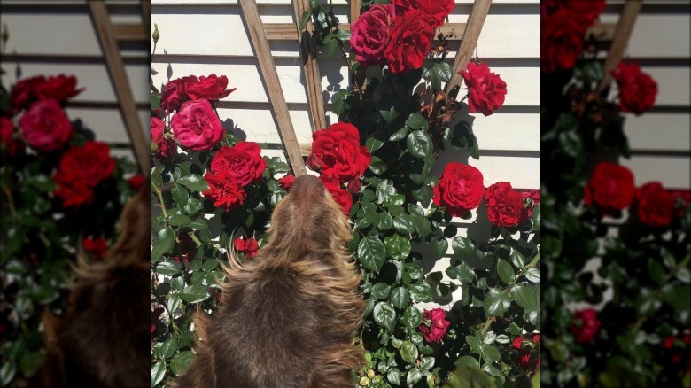 A German wirehaired pointer dog is sniffing red roses on a trellis by a house.