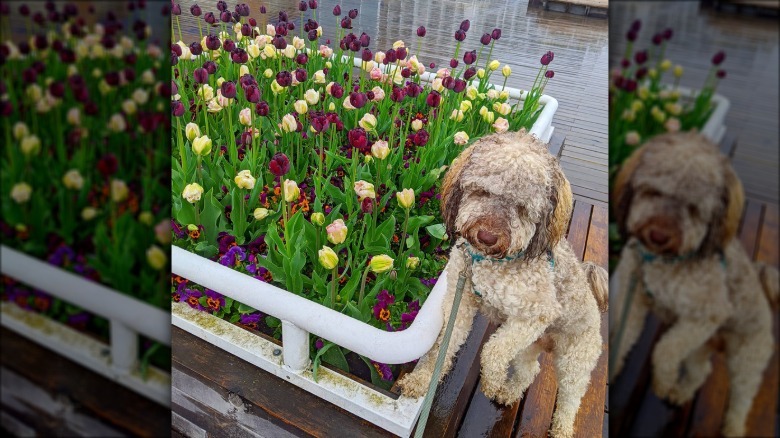 A doodle dog is posing by some yellow and purple tulips.