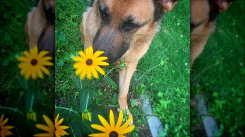 A German shepherd dog is sniffing a yellow black eyed Susan flower.