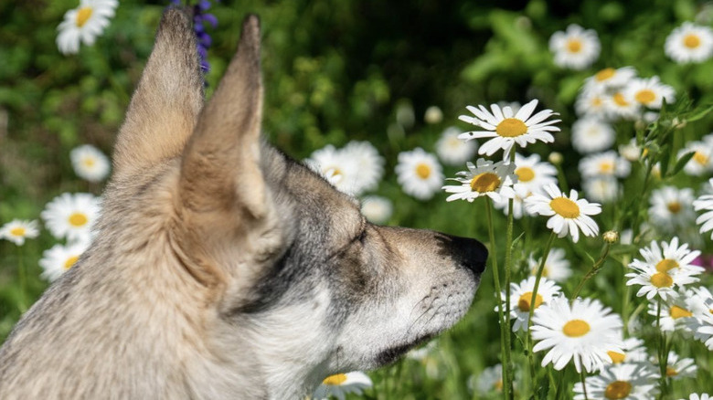 A Tamaskan dog is sniffing daisies.