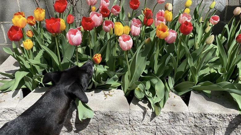 A dog is sniffing a bunch of tulips in a garden.