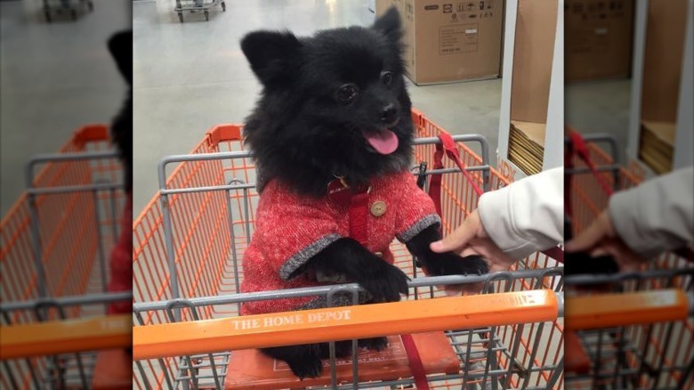 People are sharing pictures of dogs in shopping carts and we're soooo here for it
