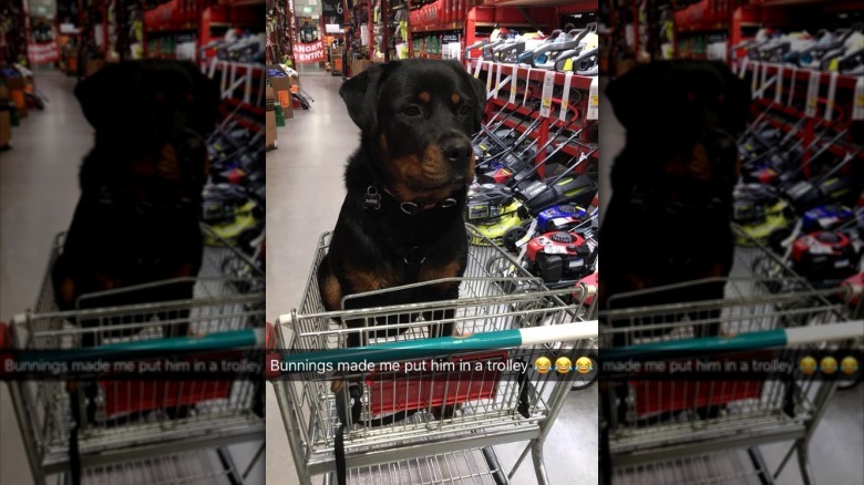 People are sharing pictures of dogs in shopping carts and we're soooo here for it